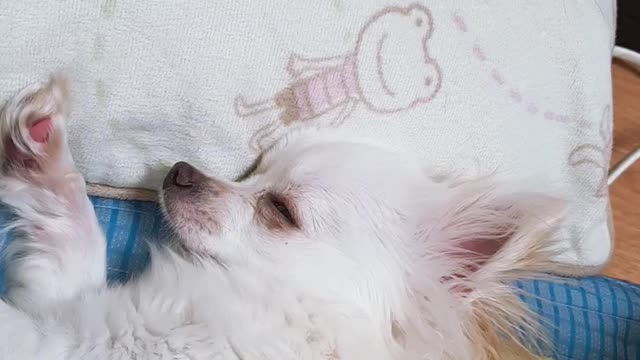 Puppy sleeping with eyes open