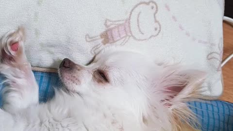 Puppy sleeping with eyes open