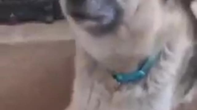 Top Funny Cute Dog Videos and TIKTOK