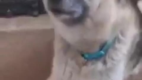 Top Funny Cute Dog Videos and TIKTOK