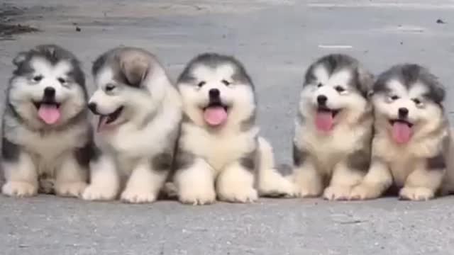 Suprer cute dogs😘😘