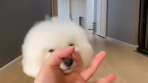 CUTE DOGS 🐕 Smart dog