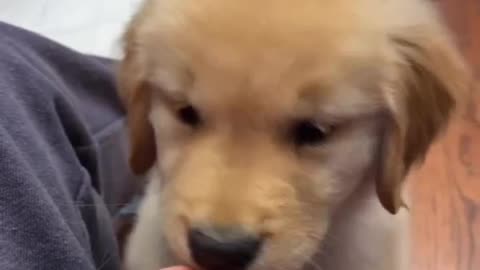 So cute Dog😍😍❤️