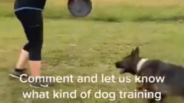 Dog training command in the World.