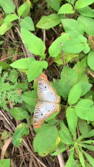 Beautiful butterfly at work