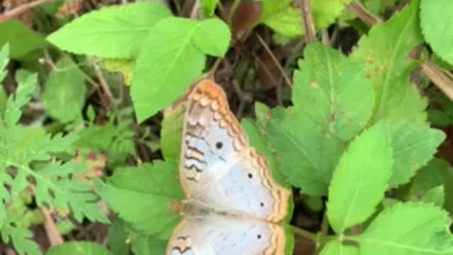 Beautiful butterfly at work