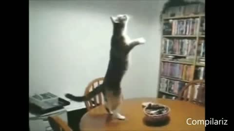 Funny Animal Dance