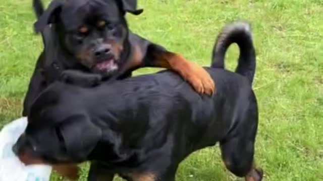 Ultimate Baby Dogs - Cute and Funny Dog Videos Compilation #Shorts