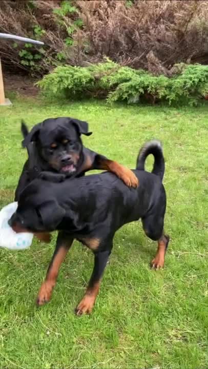 Ultimate Baby Dogs - Cute and Funny Dog Videos Compilation #Shorts