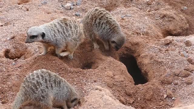 Meerkat mammal mongoose