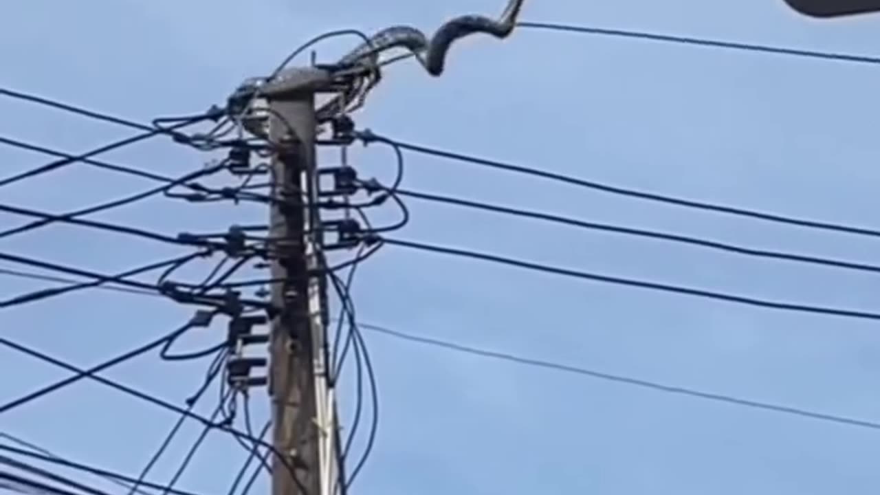 Snake rescued from Electrical wire viral