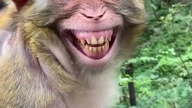 King kong funny