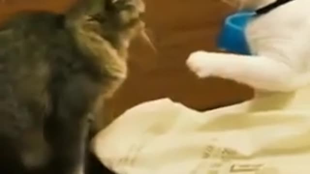 Funny cat playinyg together