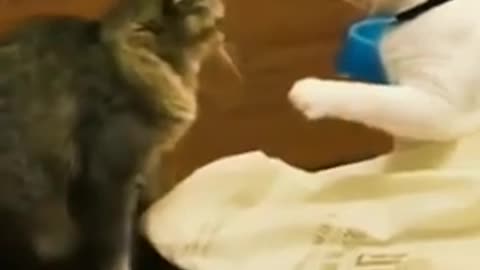 Funny cat playinyg together