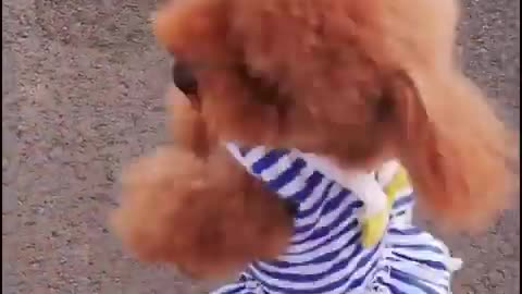 Funniest Cats and Dogs 🐶🐱 | Funny Animal Videos