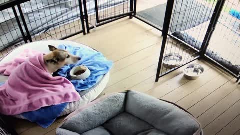 Cold Doggo Gets Breakfast in Bed