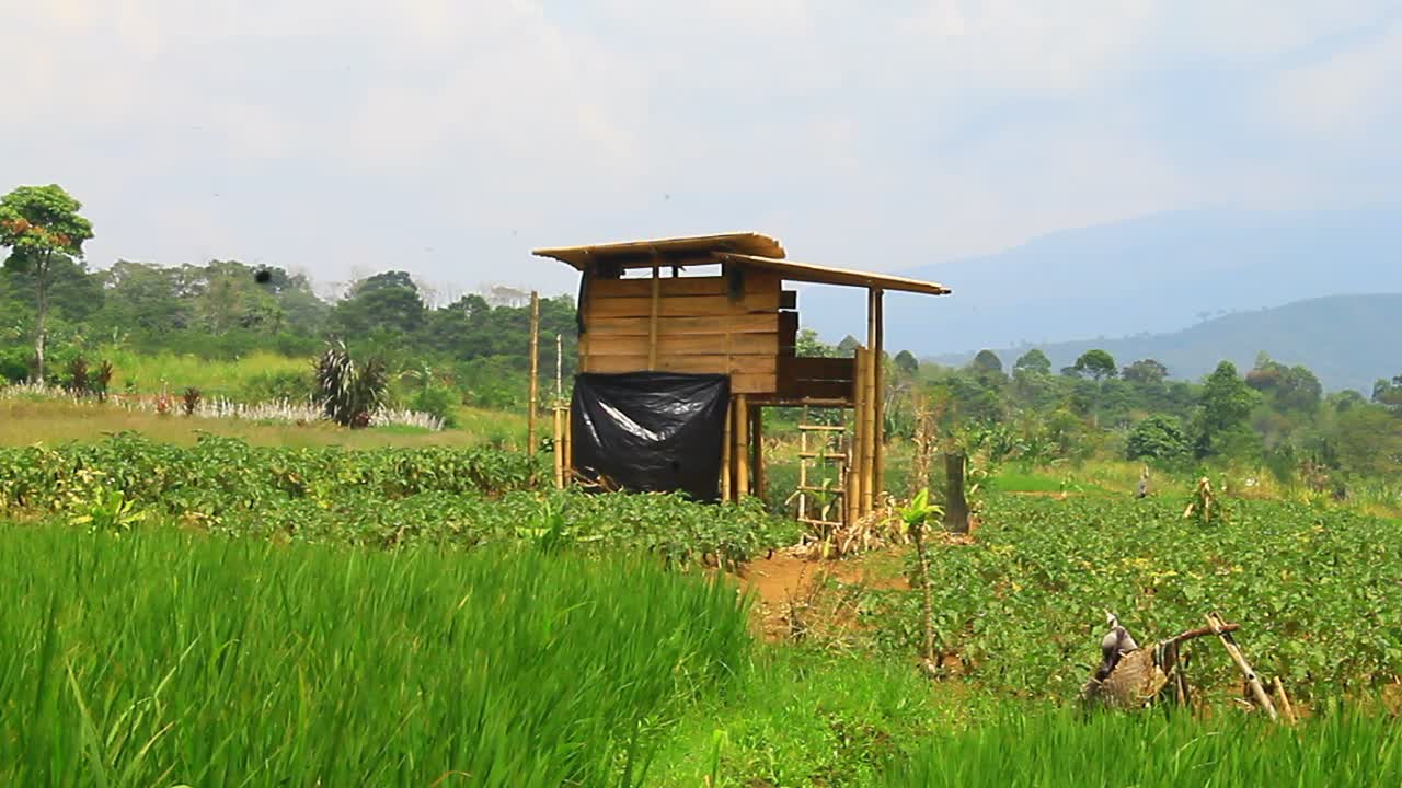 hut in the rice field or second house