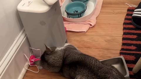 Impatient Cat Breaks His Robot Feeder