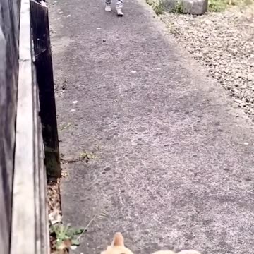 CAT 🐈🐈😺 WITH NAUGHTY 🐈 KID 😂🤣😂