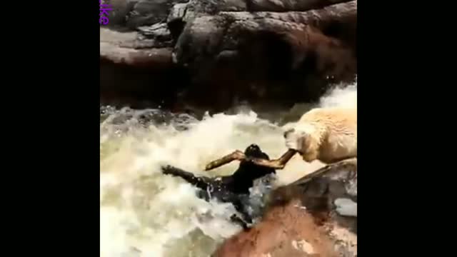 Dog saved his friend's life