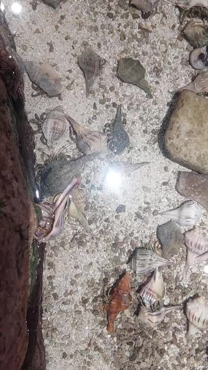 Sea creatures Aquarium