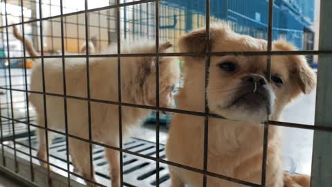 Sad dogs in shelter behind fence waiting to be rescued and adopted to new home