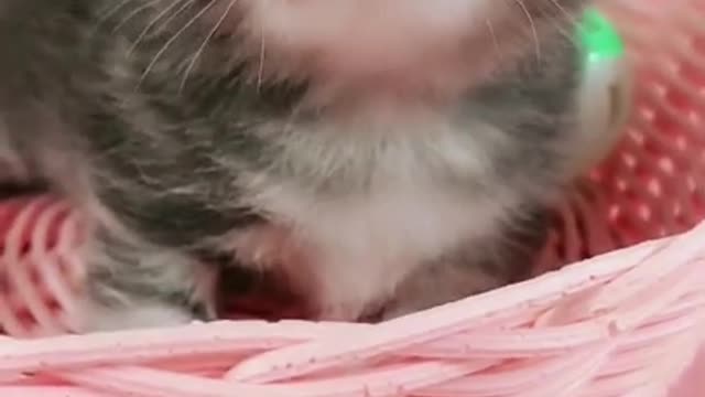 Cute cat funny world video 2021