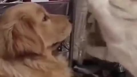 Funny Cats Funny dogs Funny pets 😆🐶🐱🐈‍⬛ Best Funny animals of the 2022