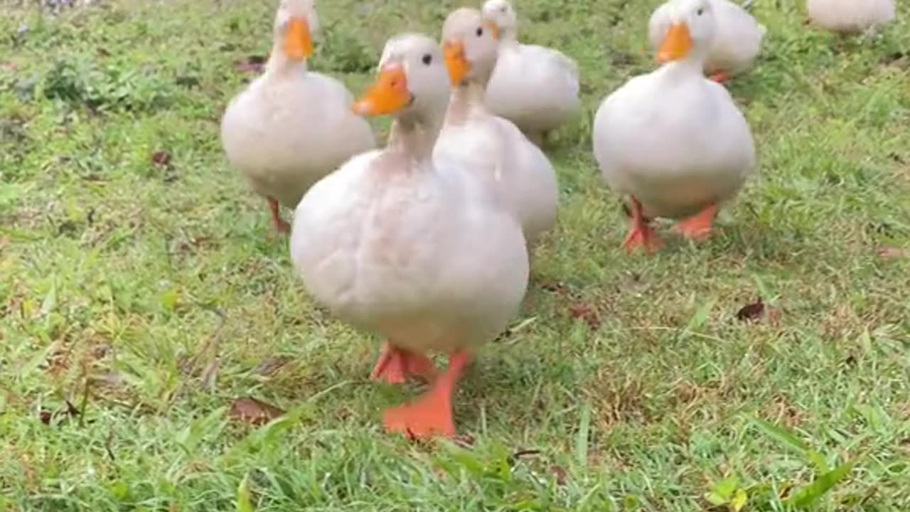 These ducks are so cute!!