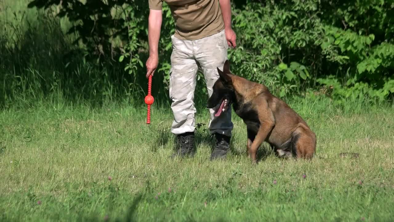 Man is taking a toy from a dog and commanding to the dog to lie down