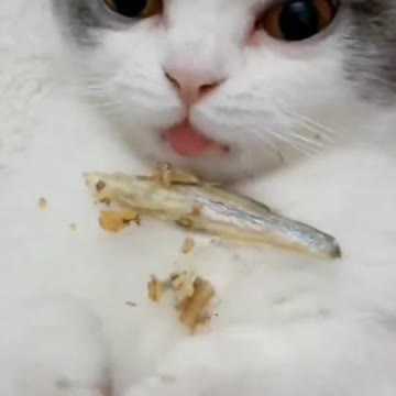 Munchkin Kitty Eating Dried Fish ASMR