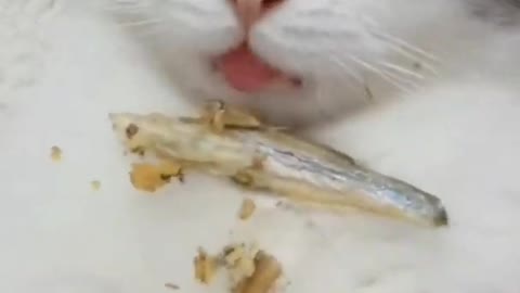 Munchkin Kitty Eating Dried Fish ASMR