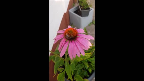 Bee maja on a flower