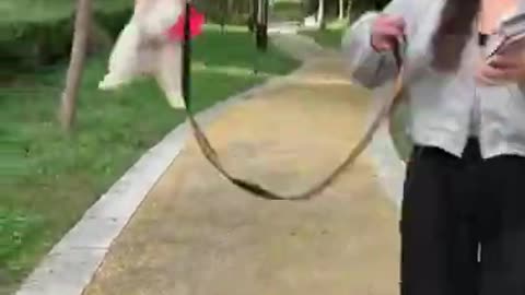 So many cute kittens videos compilation 2022