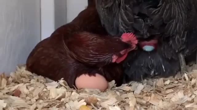 Helping a friend to lay eggs