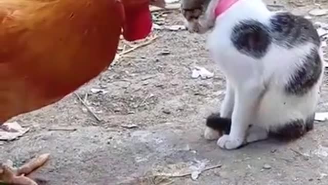 Rooster and cat