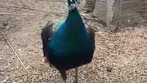 Provocative Peacock