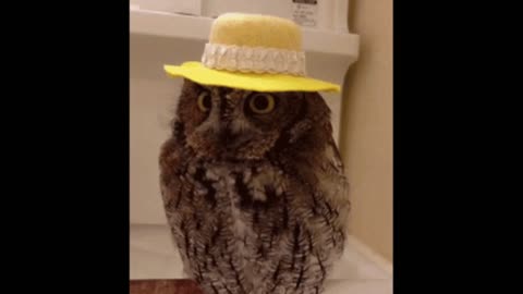 Gif video of hat owl