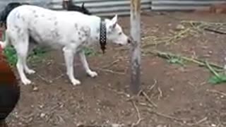 bella rounding up her chooks