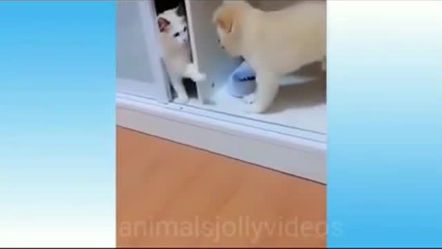 Most Viral Cat on the internet! 🐶 Ultimate Funny Dogs Compilation! 🐶