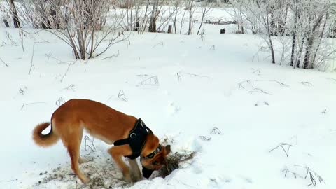 What did dogs find in the snow pit?