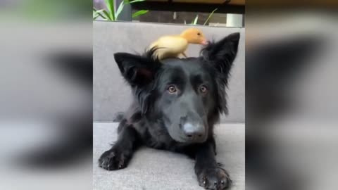 The dog is playing with a cute duck