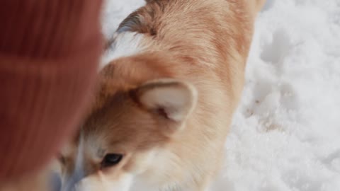 a-dog-playing-in-the-snow