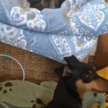 Best cat and dog 2021 comp