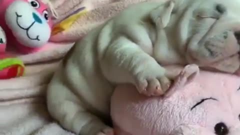 Shar Pei sleeping with his piggy toy