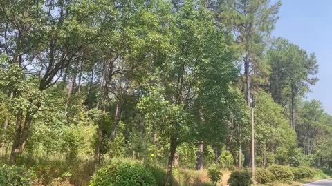There are tall trees all along the road