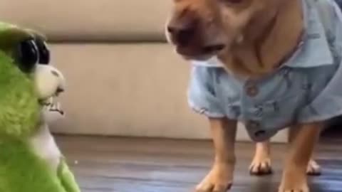 Dog funny video