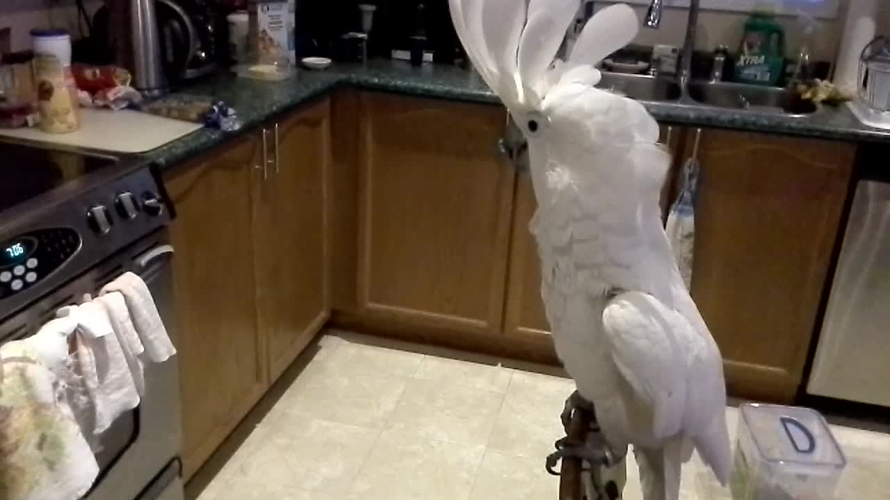 Umbrella Cockatoo sings with his family