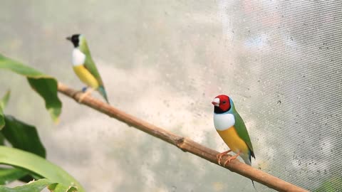 finches on perch