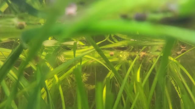 Shrimp Pellet Party